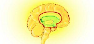 fakty-na-temat-medycznej-marihuany-mozg-wplyw-na-mozg-i-inne-organy