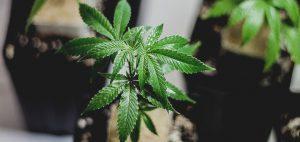 marihuana-roslina-medyczna-i-rekreacyjna-marihuana-na-swiecie-pamietaj-ze-cbd-leczy-thc