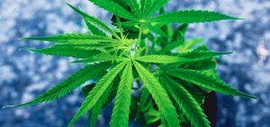 marihuana-medyczna-marihuana-cbd-cbd-thc-liscie-roslina-marihuany