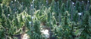 Departament Zdrowia w Kolorado zapewnia miliony dolarów na badania związane z cannabis, CBDLeczy.pl