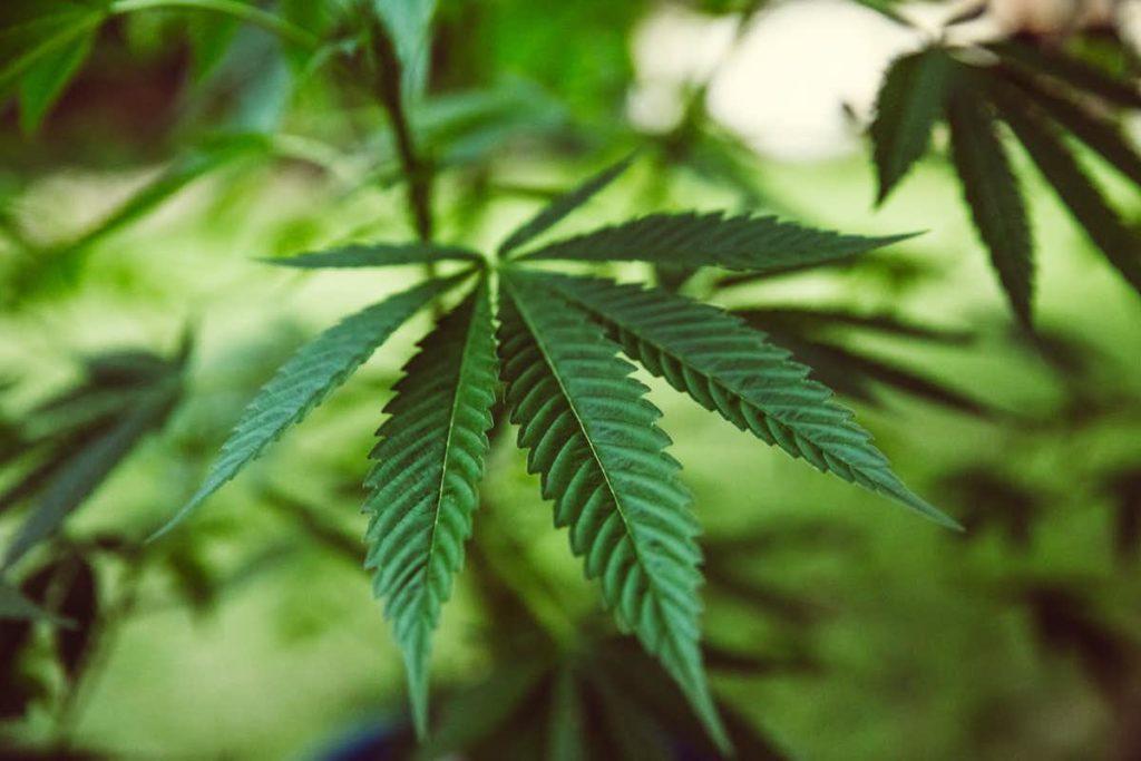 Mocne Odmiany Marihuany “Mogą Leczyć COVID 19”, CBDLeczy.pl