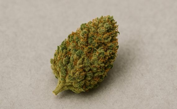 Jak powstaja odmiany marihuany