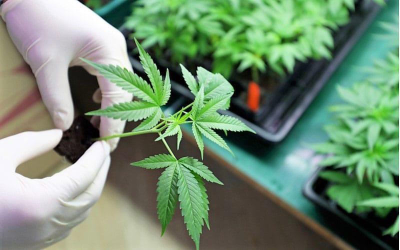 Szkocja Planuje Pierwszą Legalną Farmę Cannabis, CBDLeczy.pl